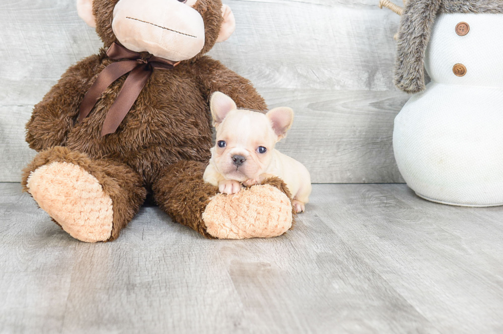 Small breed puppies for sale Teacup Pups for sale in Ohio Premier Pups