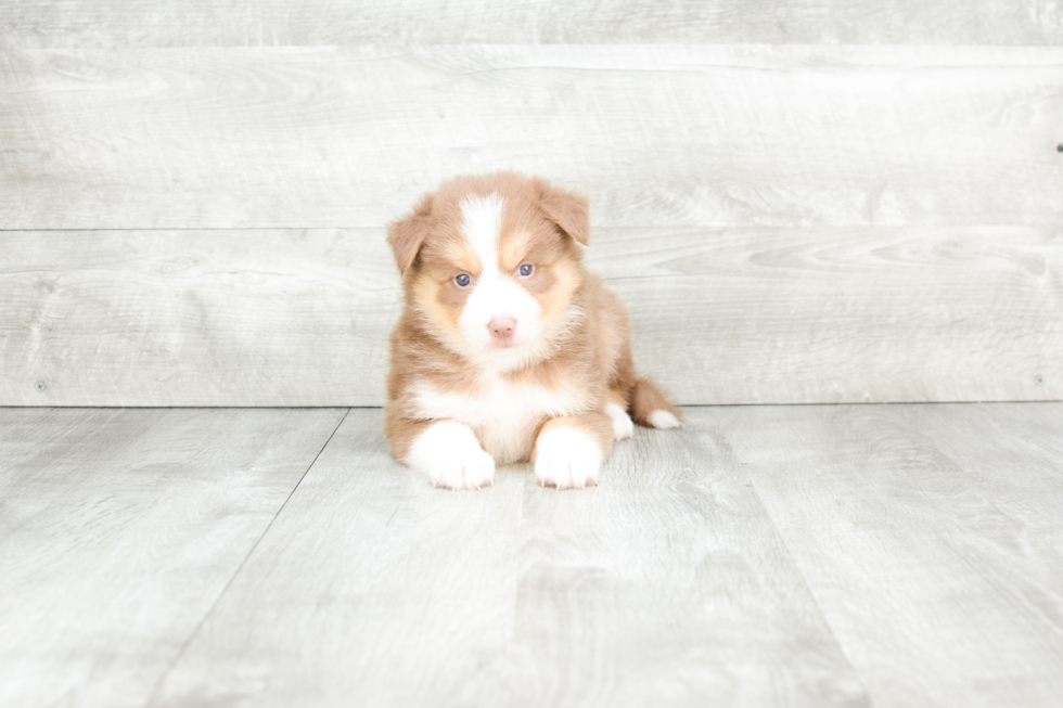 Meet Teagan - our Pomsky Puppy Photo 4/4 - Premier Pups
