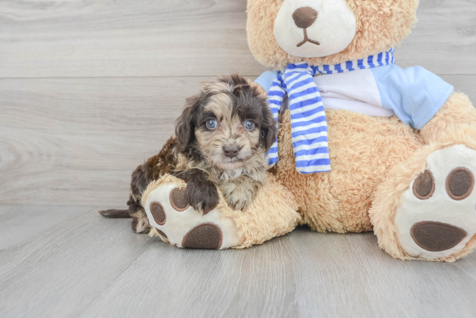 phantom merle goldendoodle puppy sitting next to a teddy bear toy. merle puppy for sale