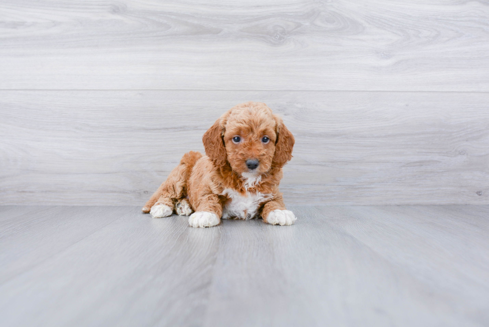Meet Malibu - our Mini Goldendoodle Puppy Photo 2/3 - Premier Pups