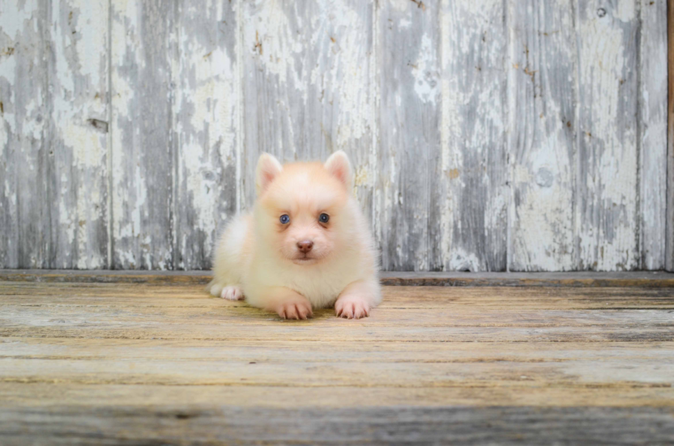 Playful Mini Husky Designer Puppy