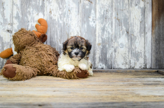 Teddy Bear Pup Being Cute