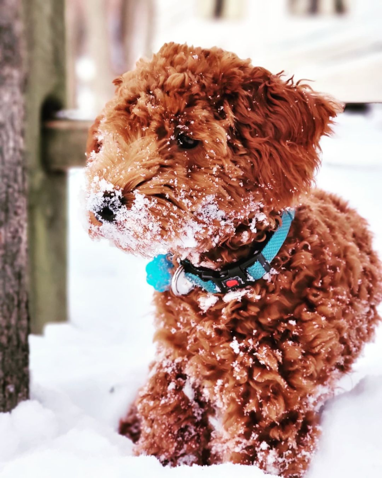 mini goldendoodle red with curly hair playing in the snow. Premier Pups red goldendoodle mini
