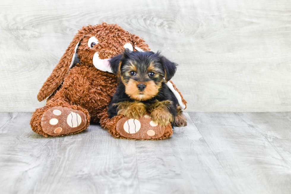Meet Jenkins - our Yorkshire Terrier Puppy Photo 