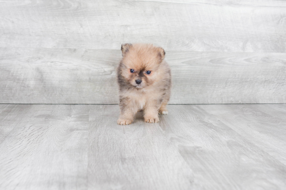 Meet Preston - our Pomeranian Puppy Photo 5/5 - Premier Pups