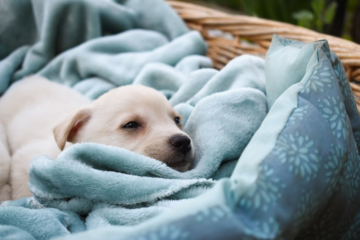 small white dog on fluffy blanket