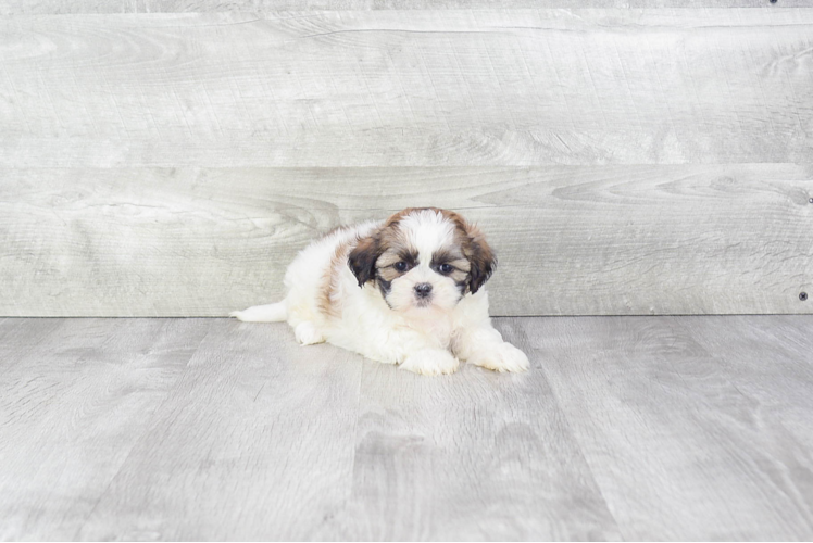 Meet Snuggles - our Teddy Bear Puppy Photo 1/4 - Premier Pups