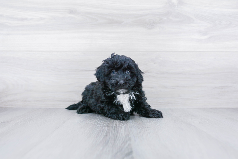 Meet Khal - our Mini Sheepadoodle Puppy Photo 3/3 - Premier Pups