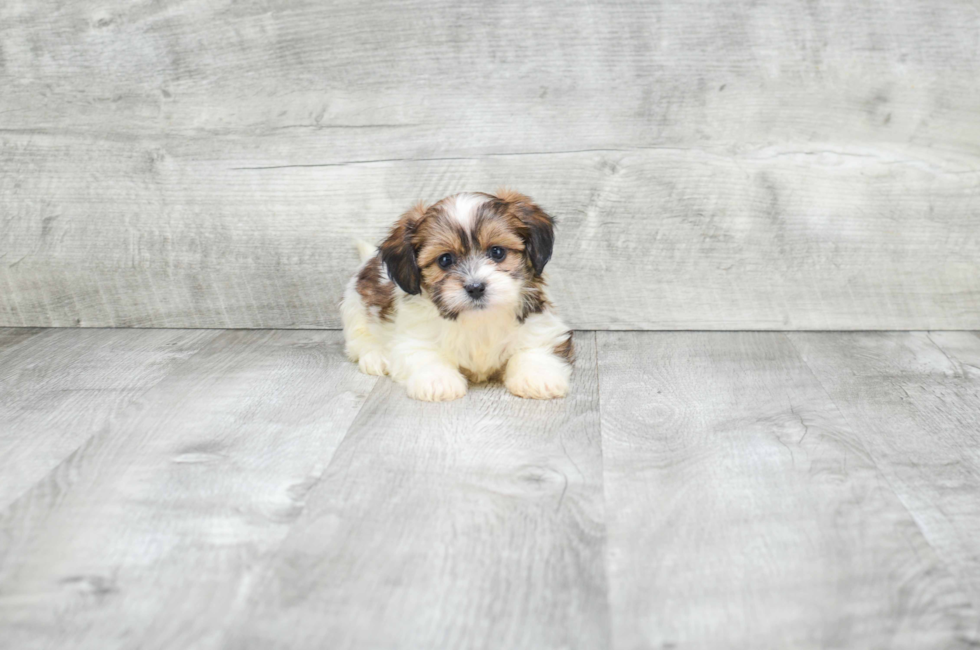 8 week old teddy bear puppies