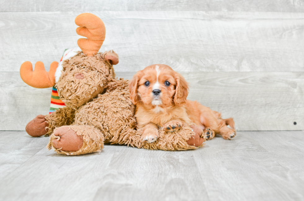Cavalier Puppies for Sale Smallbreed Pups