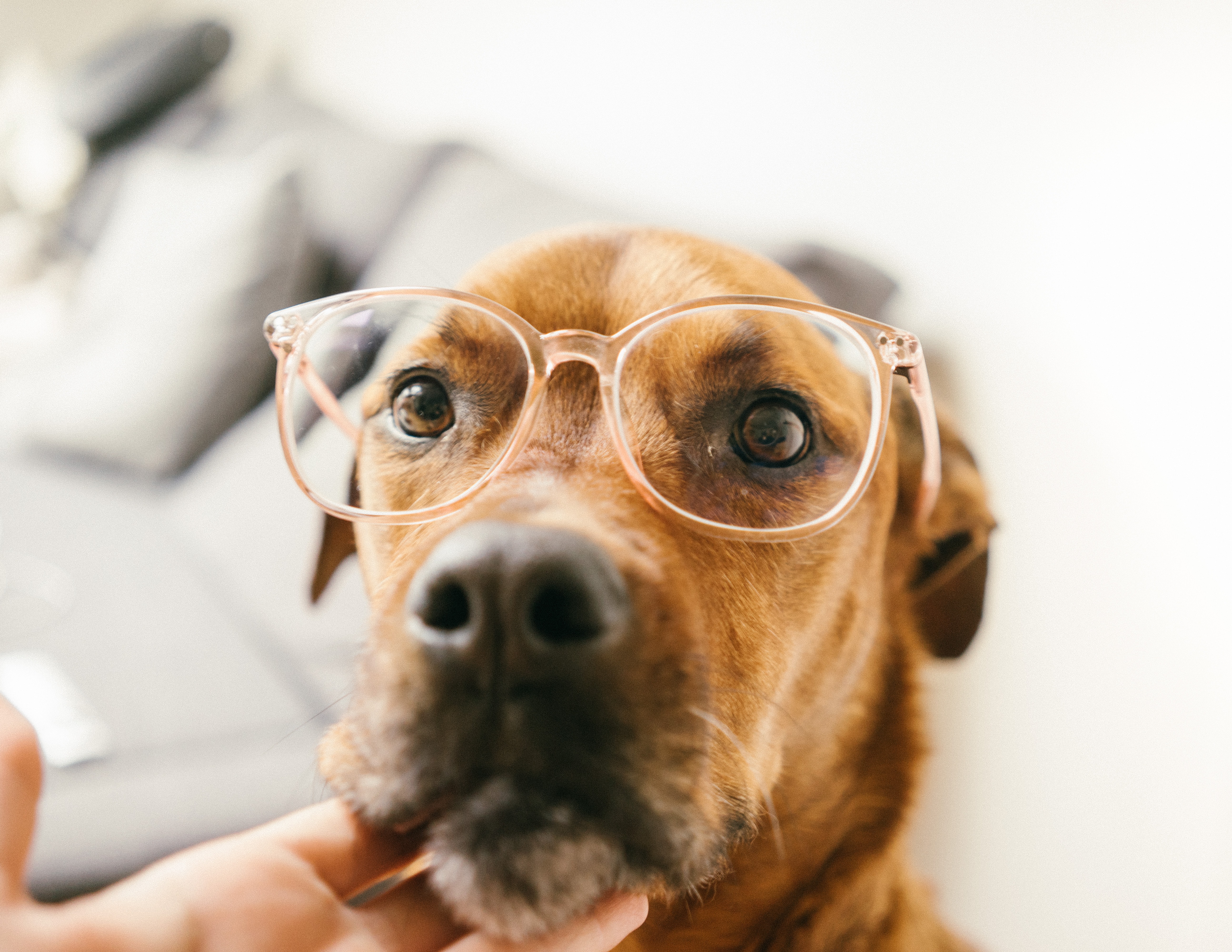 adult dog wearing glasses