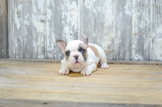 Small French Bulldog Baby