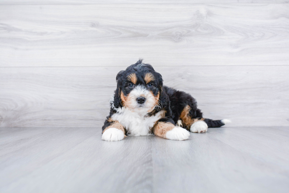Meet Mika - our Mini Bernedoodle Puppy Photo 2/2 - Premier Pups