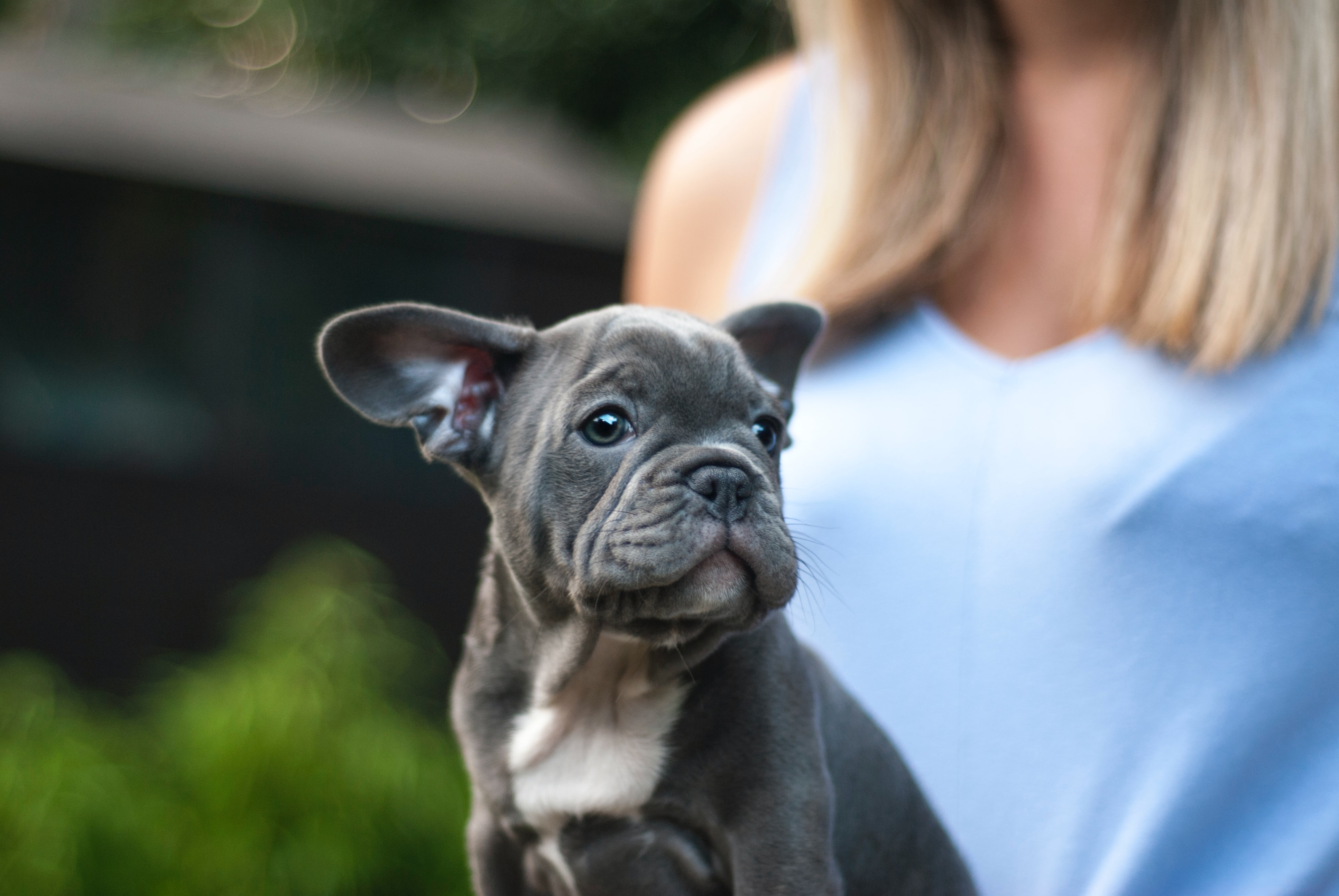 gray French bulldog sitting on a lap