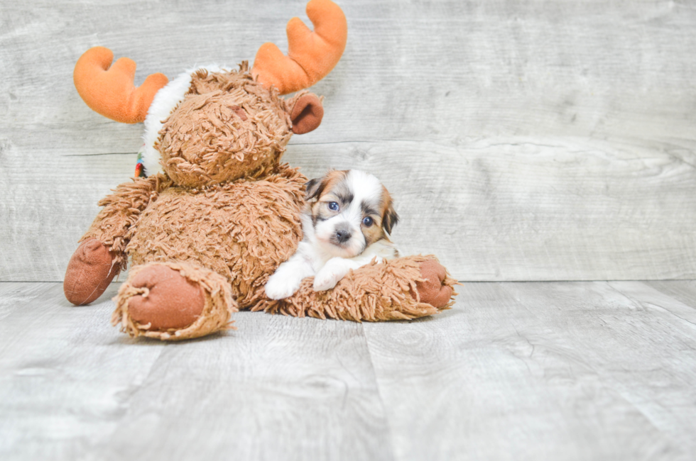 8 week old teddy bear puppies