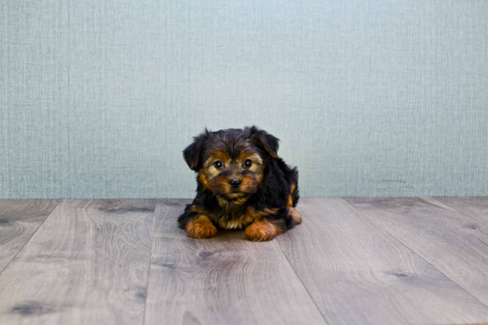 Meet Bella - our Yorkshire Terrier Puppy Photo 