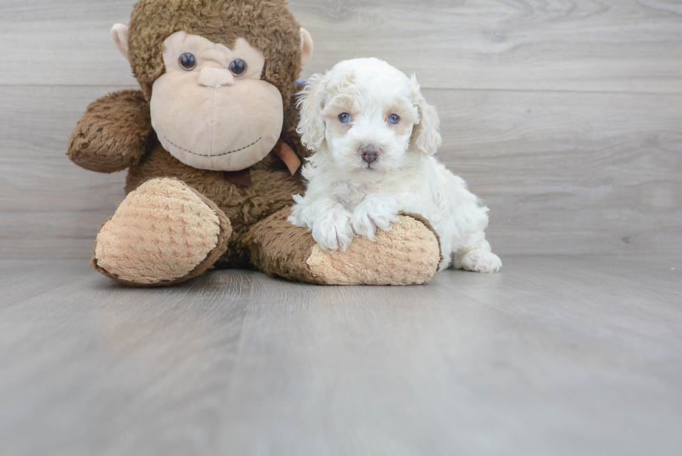 small white cockapoo puppy near a teddy bear.