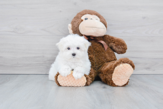 Happy Maltese Purebred Puppy