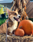 Pembroke Welsh Corgi Being Cute