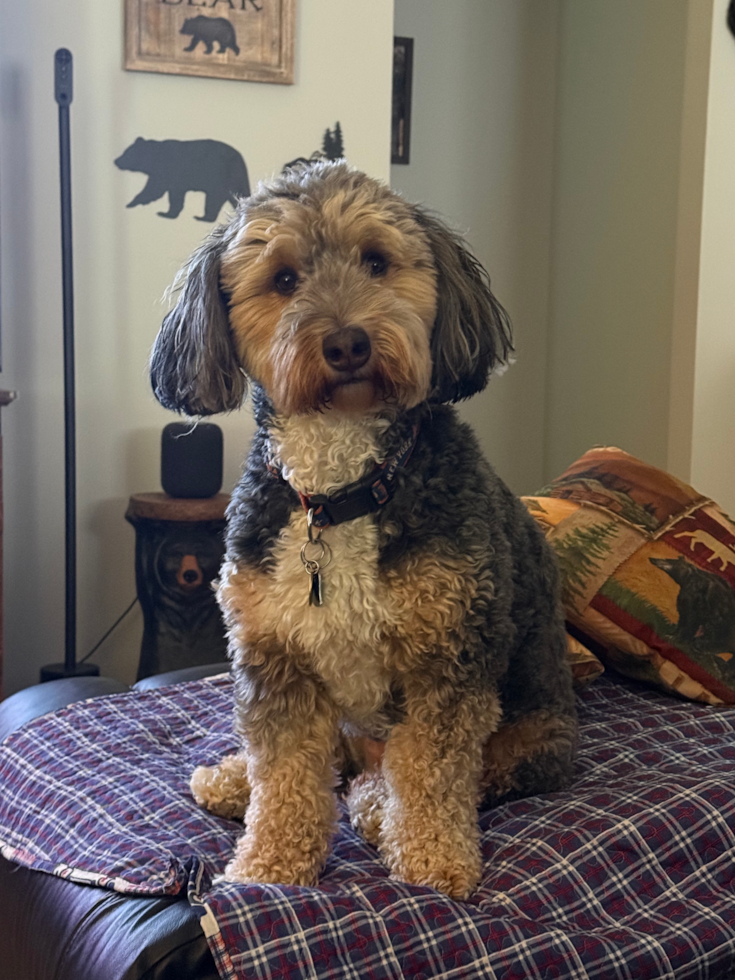 mini bernedoodle with curly coat sitting on top of a bed