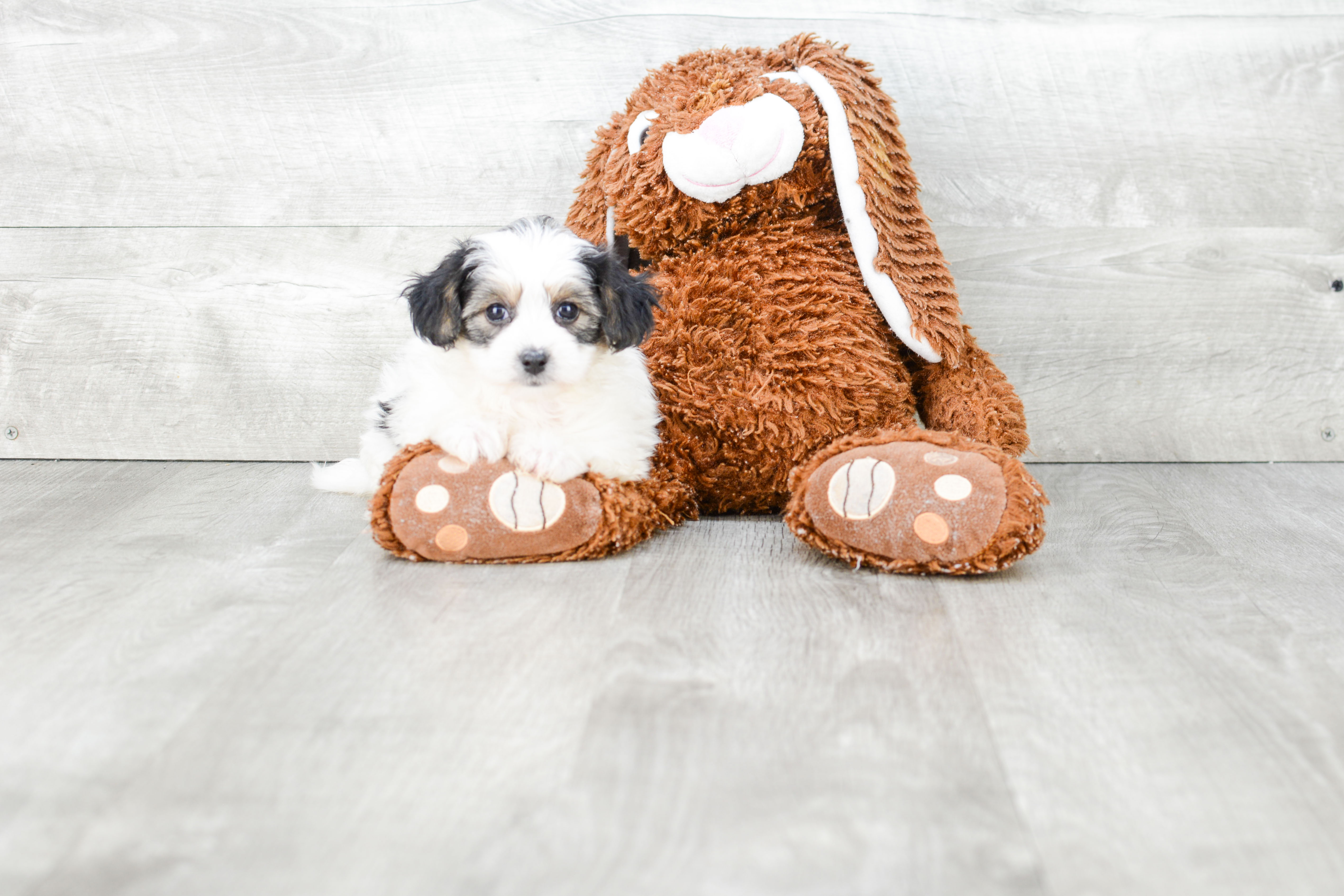 Morkie Puppies For Sale On The Spot Adoption In Ohio US Shipping   49a70048 9dcf 4bc8 9614 8425afdd5f5a 