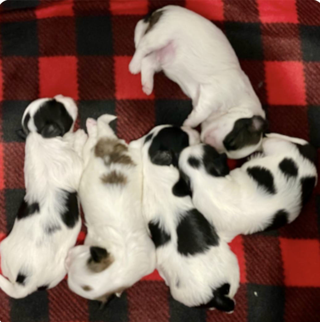 five newborn premier puppies sleeping on a black and red blanket