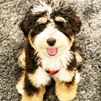 mini berneoodle sitting on a rug