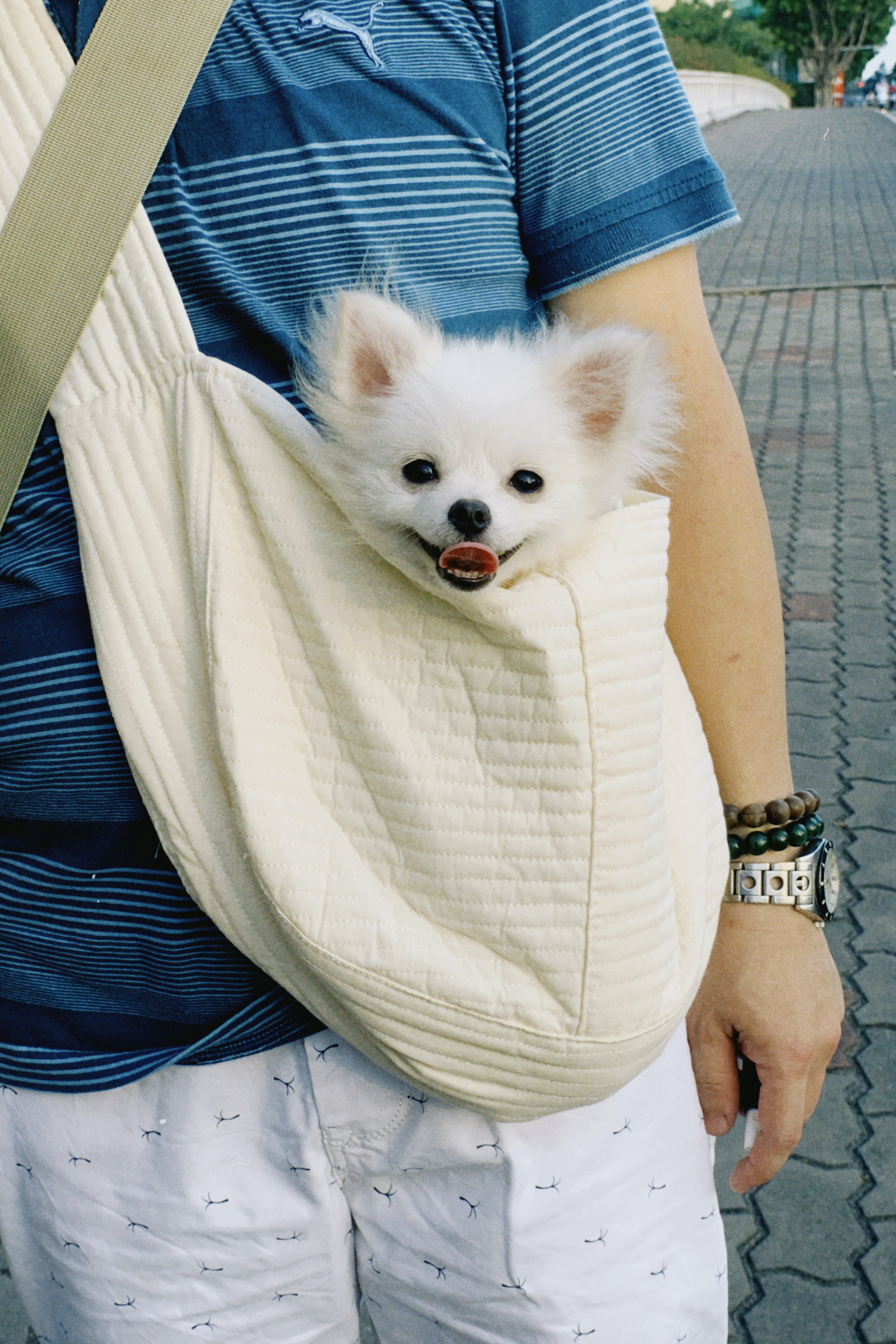a cute dog being carried in a white bag