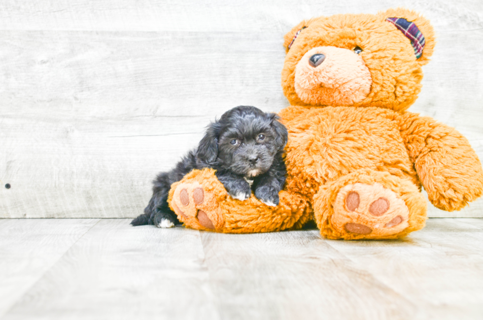 teddy bear puppies