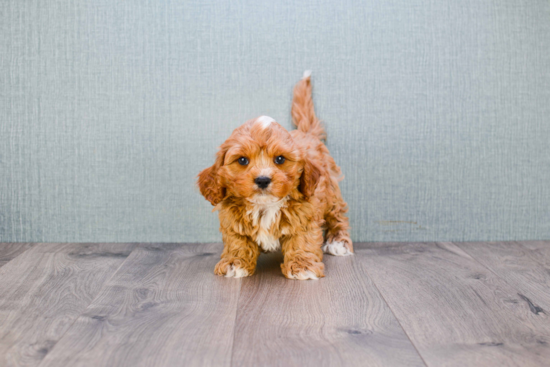 Smart Cavapoo Poodle Mix Pup