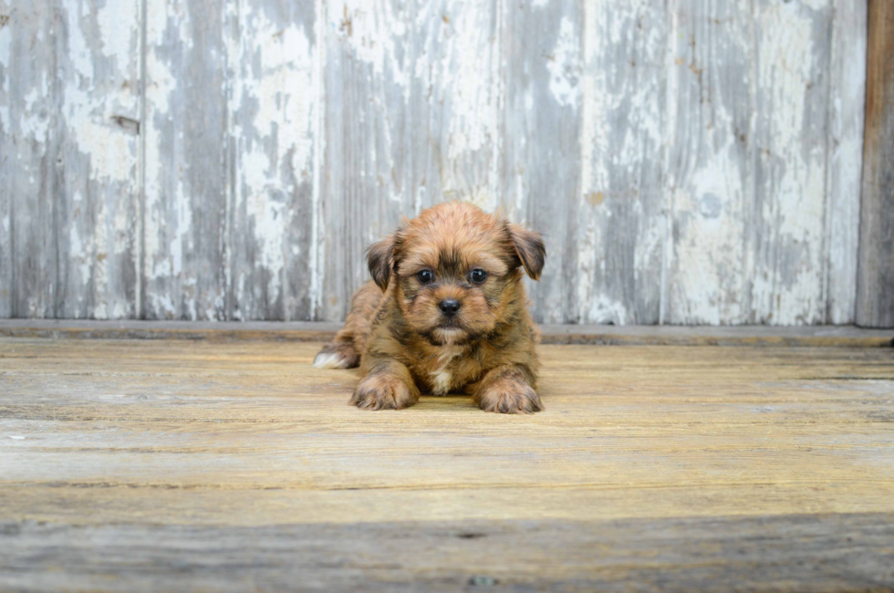 affordable shorkie puppies for sale shorkie puppies for sale small cross breed puppies for sale in ohio affordable shorkie puppies for sale shorkie puppies for sale small cross breed puppies for sale in ohio