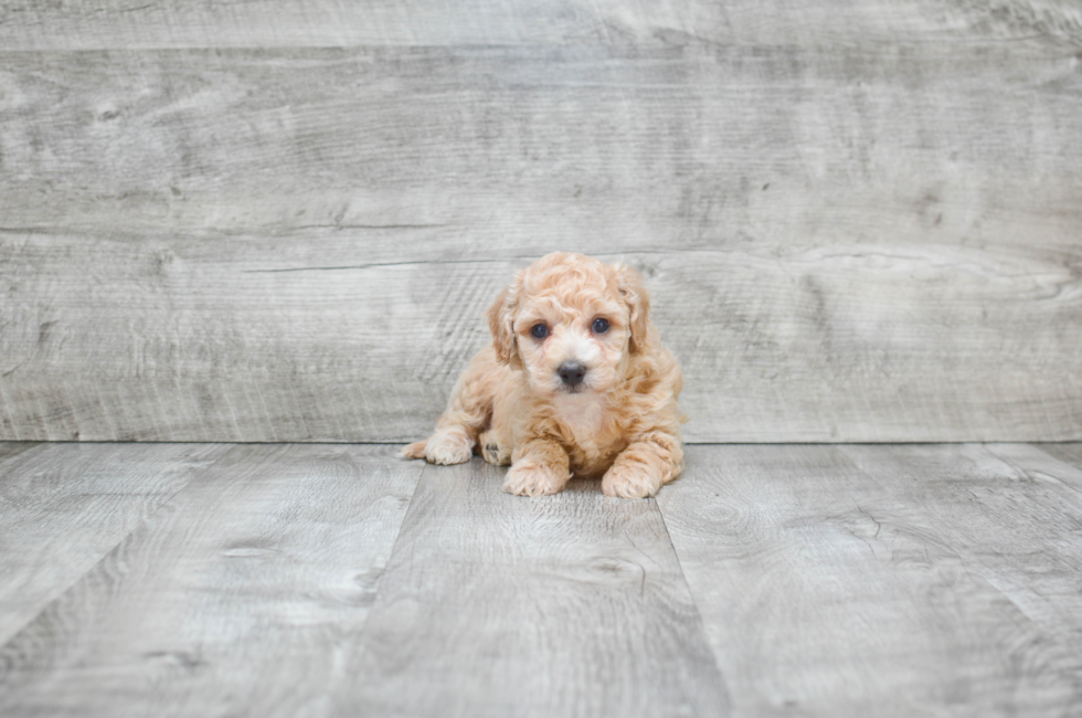 Small breed puppies for sale Teacup Pups for sale in Ohio Premier Pups