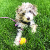 Funny Mini Aussiedoodle Poodle Mix Pup