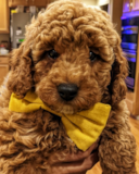 Puppy For Sale Premier Pups Poodle Being Cute