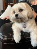 Puppy For Sale Premier Pups Small Teddy Bear Designer Pup
