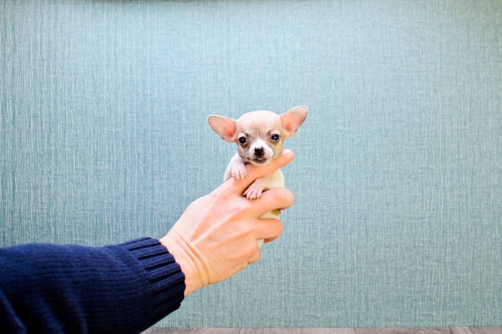 Cute Chihuahua Mix Puppy