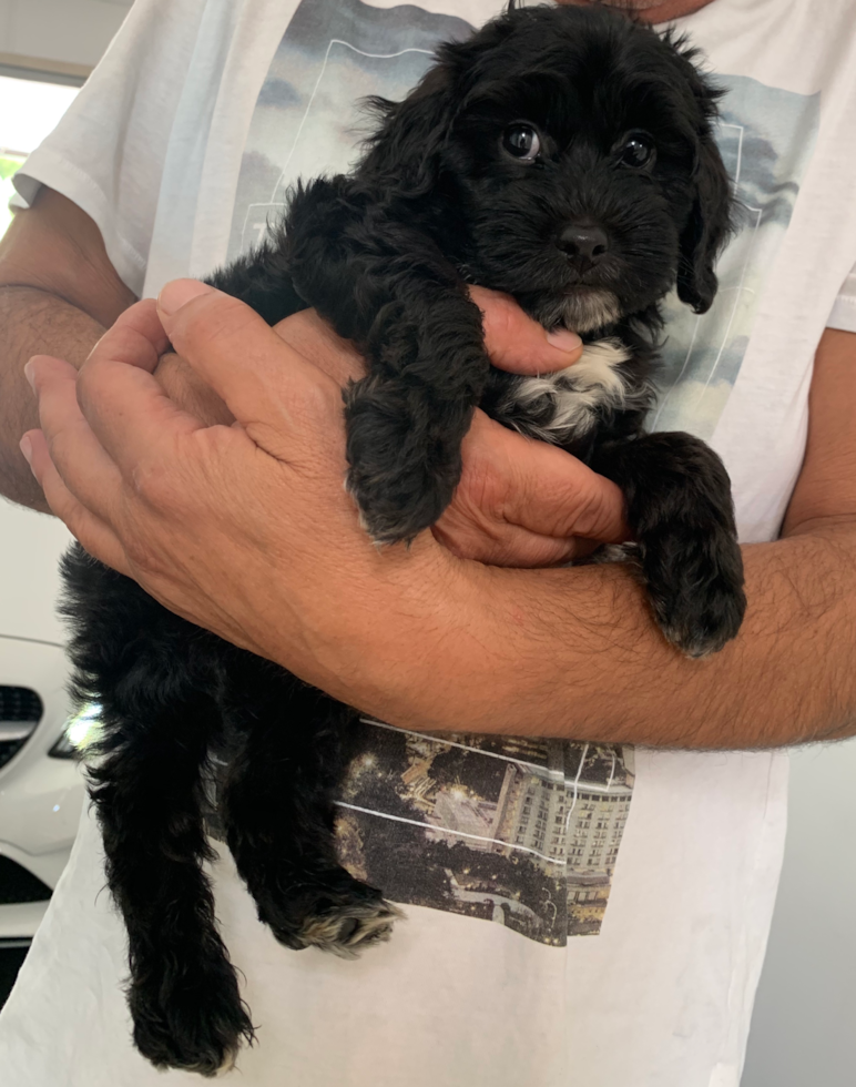 person holding a black cockapoo puppy. the black cockapoo has white patches on it's chin