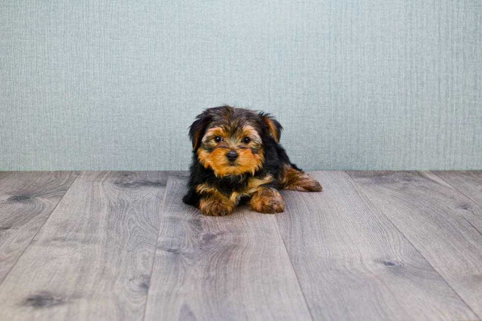 Meet Bronze - our Yorkshire Terrier Puppy Photo 