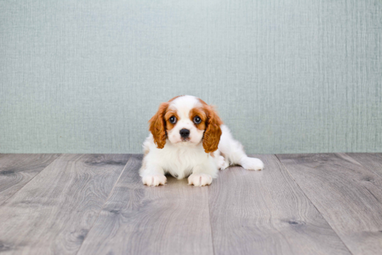 Funny Cavalier King Charles Spaniel Purebred Pup