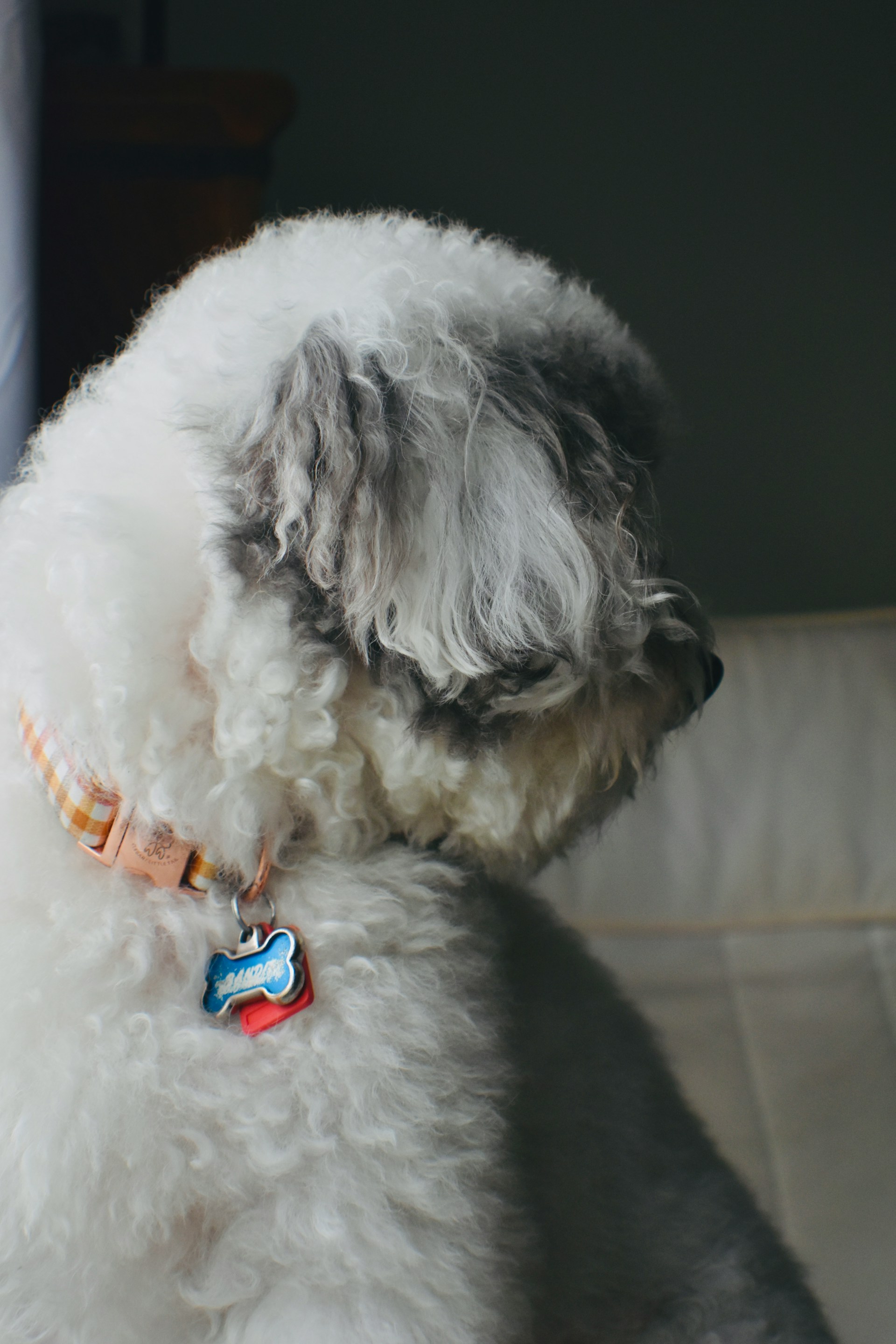 white dog wearing a name tag collar