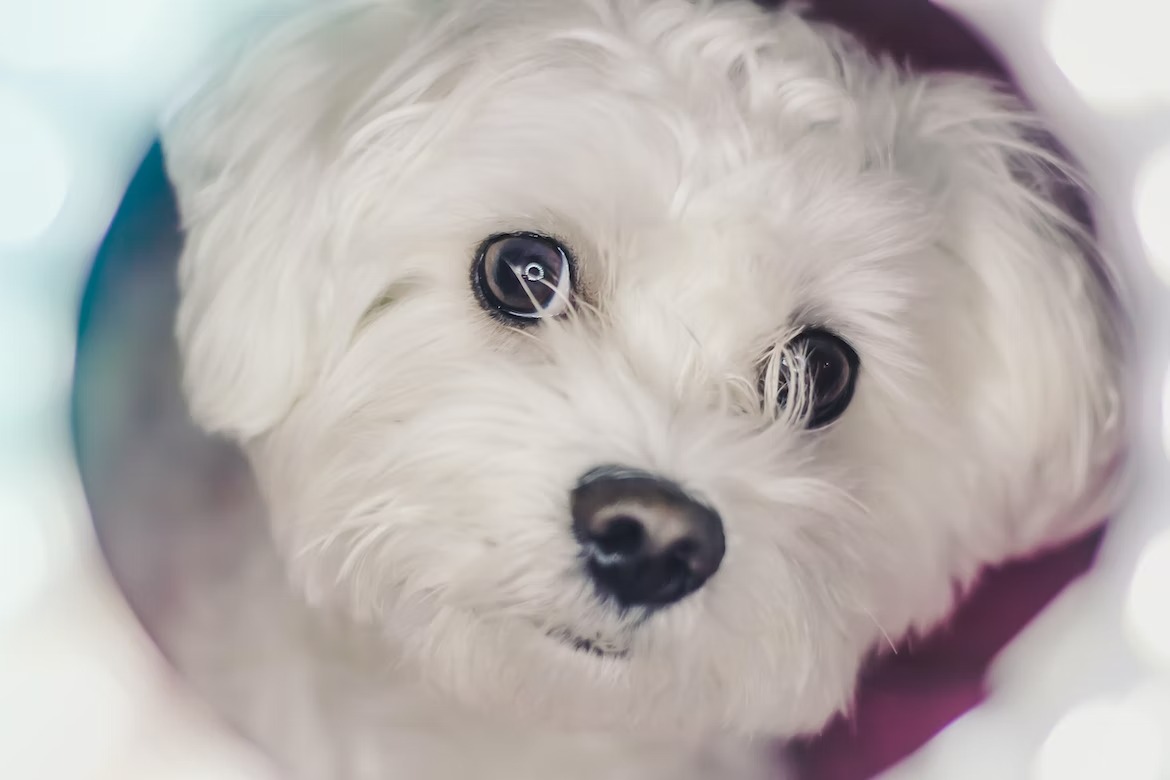 white fluffy Maltese showcasing its hypoallergenic coat