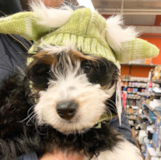 Small Mini Bernedoodle Poodle Mix Pup