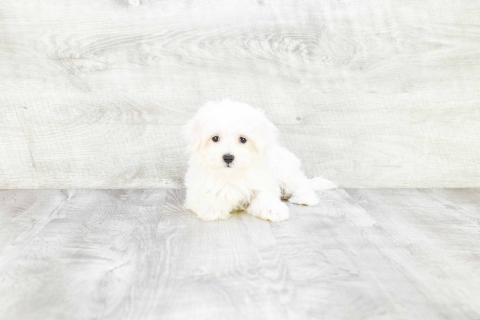 Cute Maltese Purebred Puppy