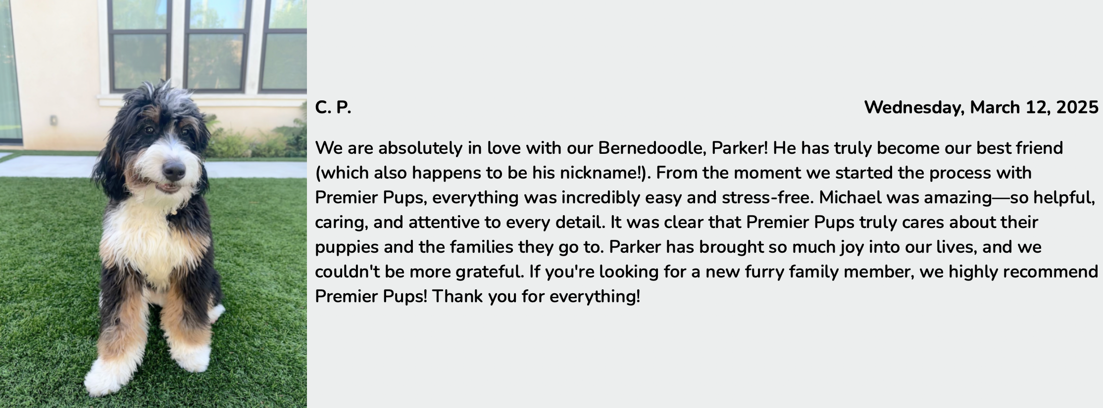 premier pups review from customer who adopted a mini bernedoodle puppy named parker
