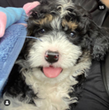 Sweet Mini Bernedoodle Poodle Mix Pup