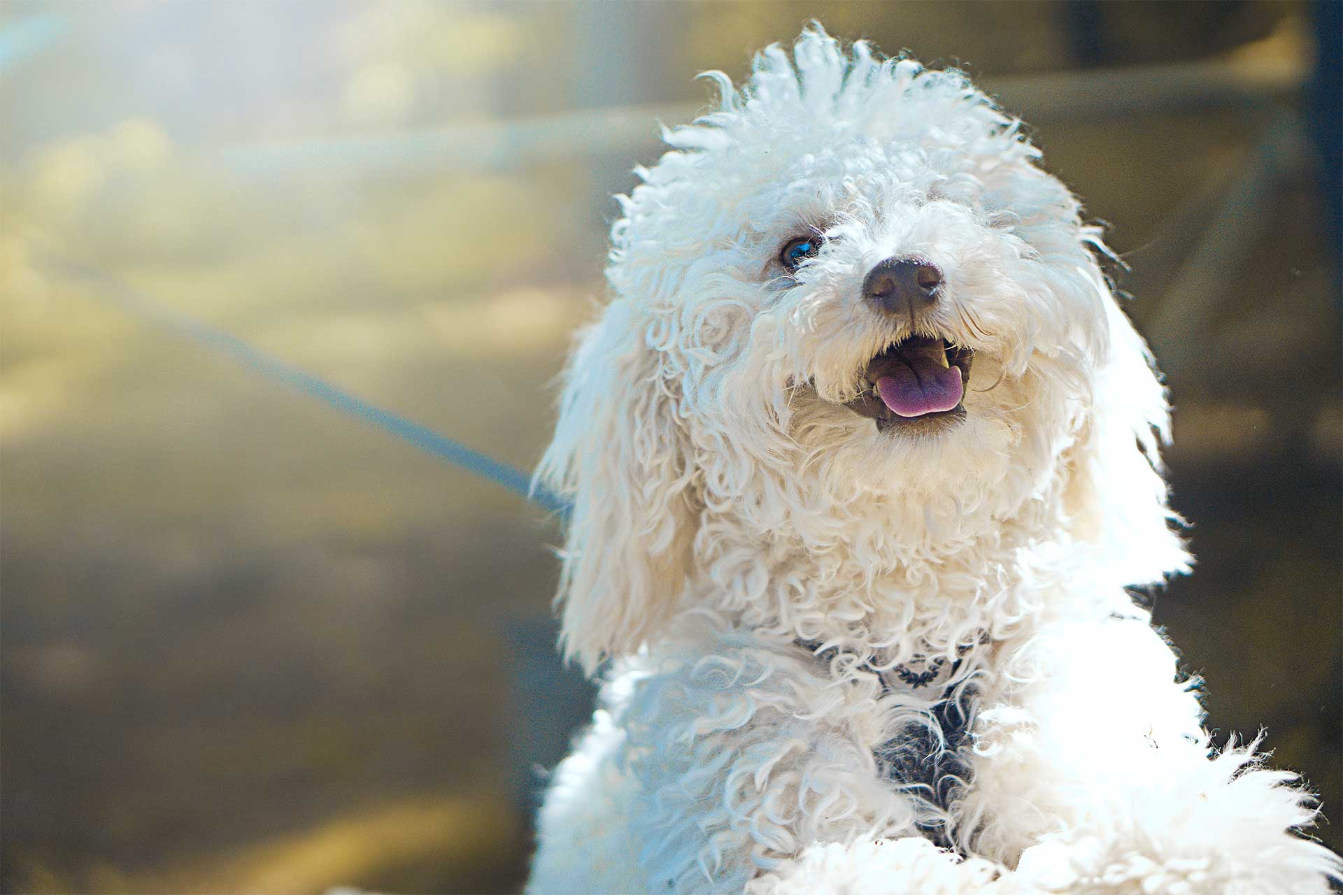 white bichpoo adult dog looking happy