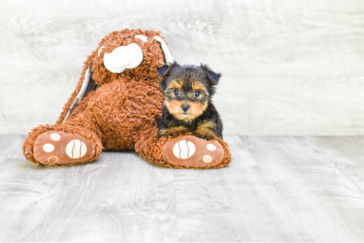 Meet Twinkle - our Yorkshire Terrier Puppy Photo 1/3 - Premier Pups