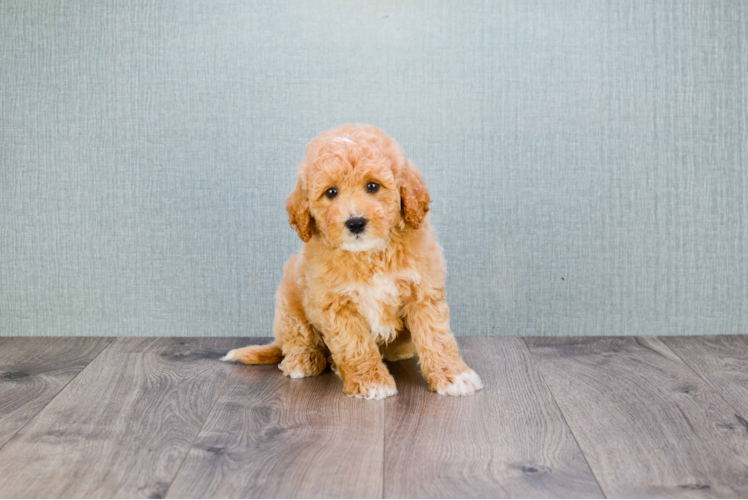 Smart Mini Goldendoodle Poodle Mix Pup