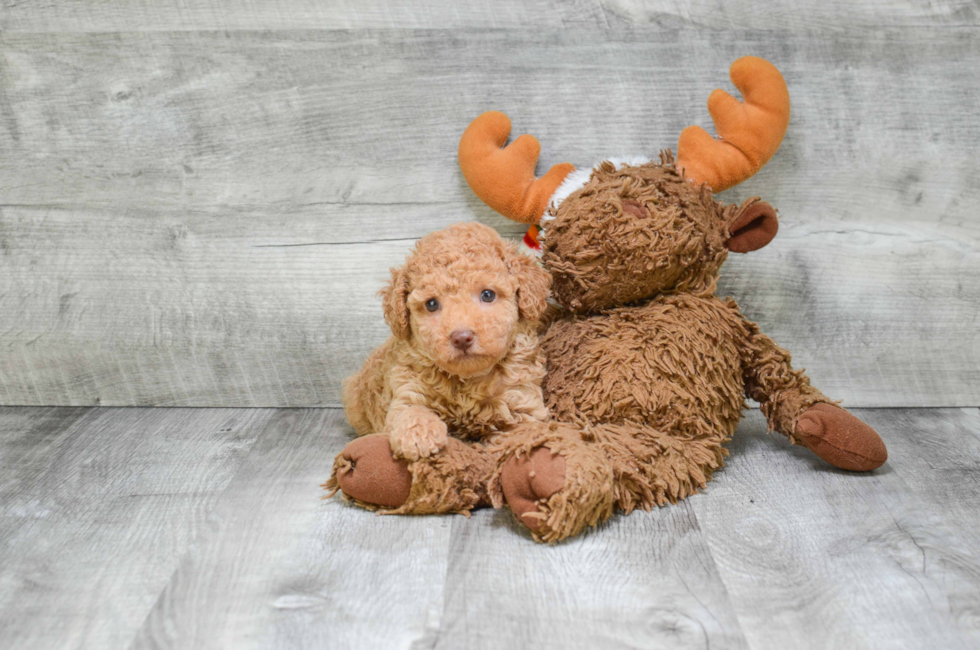 Small breed puppies for sale Teacup Pups for sale in Ohio Premier Pups