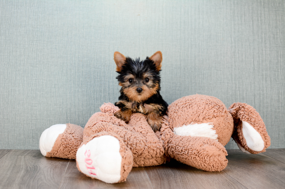 Meet Mindy - our Yorkshire Terrier Puppy Photo 